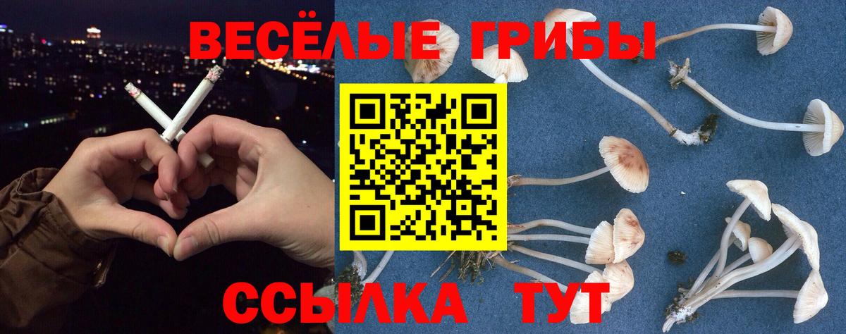 Псилоцибиновые грибы Psilocybe Кандалакша